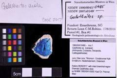 Foto (Objekt + Etiketten) von Galatheites sp. (NHMW-GEO-1990-0041-0485)